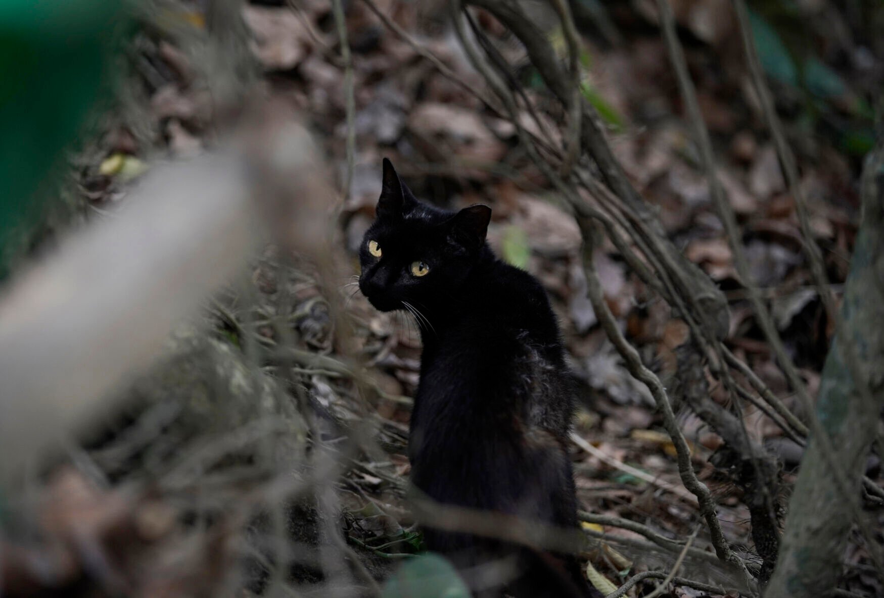 Island of the Cats